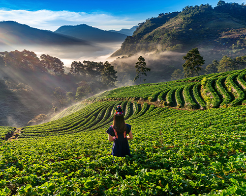 Kandy – Nuwara Eliya 