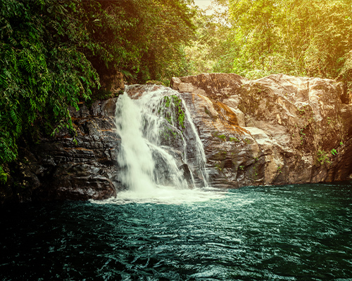 Sinharaja Rainforest 